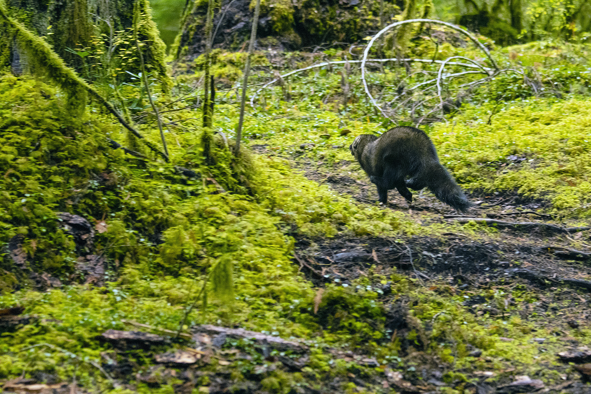 A fisher sprints into the forests of North Cascades National Park on October 24, 2019. Most fishers, Dr. Jeff Lewis says, sprint straight into the understory — but a rare few run right up trees. Photo: David Moscowitz courtesy of Conservation Northwest.