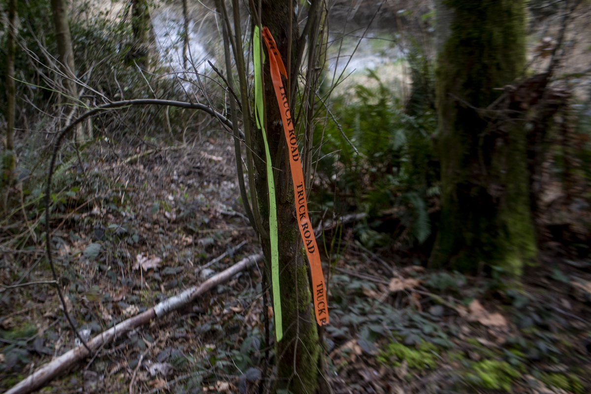 trees with ribbons reading "truck road"