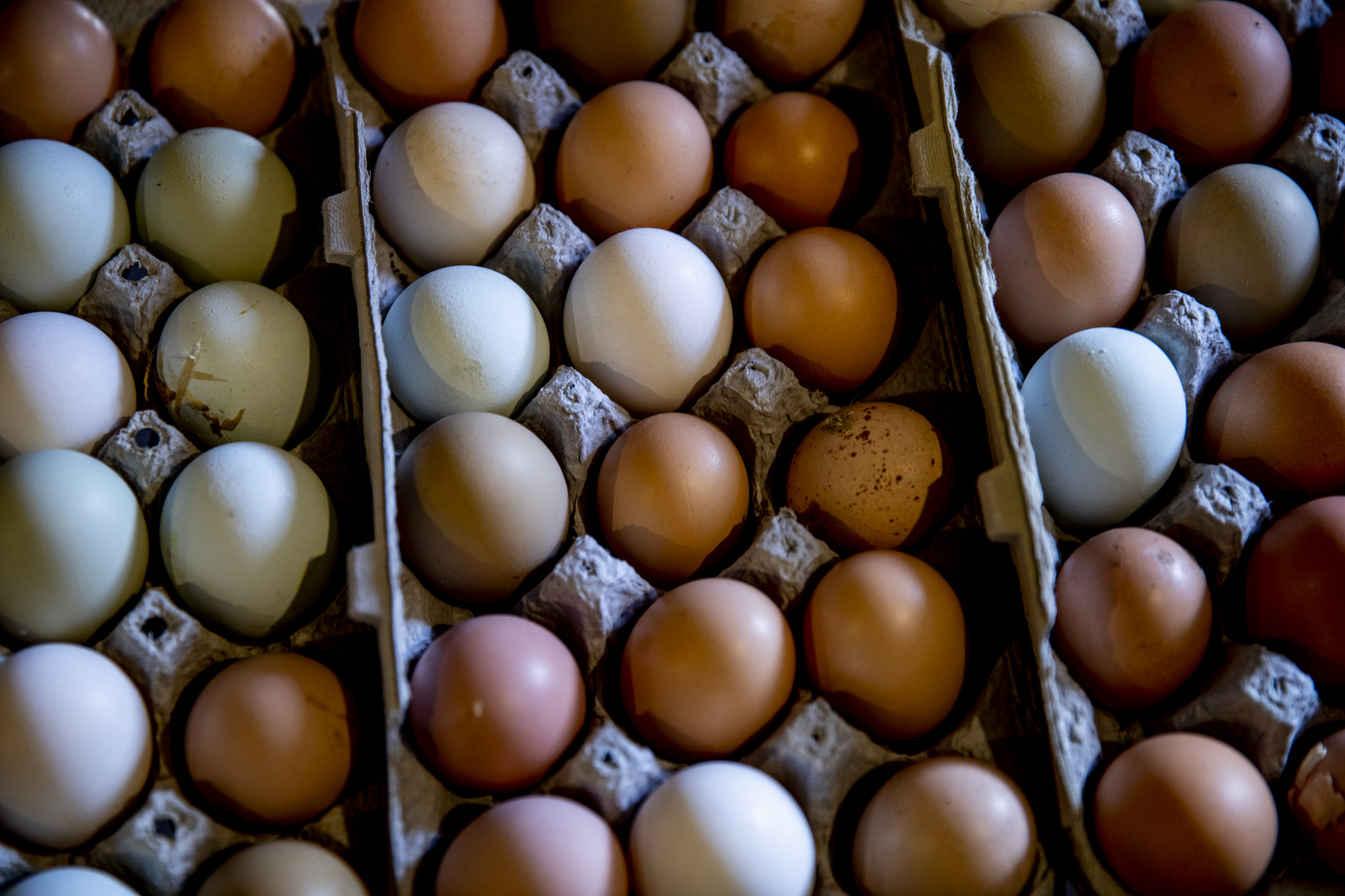 200325_DE_Victory_Gardens_01.JPG Fresh chicken eggs from Sharon and Diana Shankland’s Stanwood farm. The wives raise chickens, turkeys and geese for their eggs. In response to COVID-19, they are also helping supply their family and friends with fresh foods. (Dorothy Edwards/Crosscut)