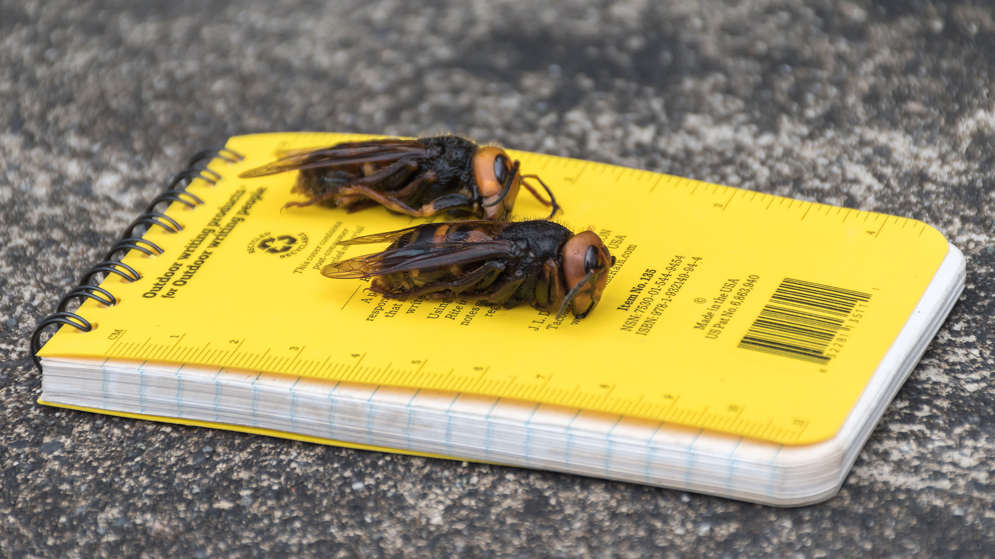 Asian giant hornets on a field notebook.