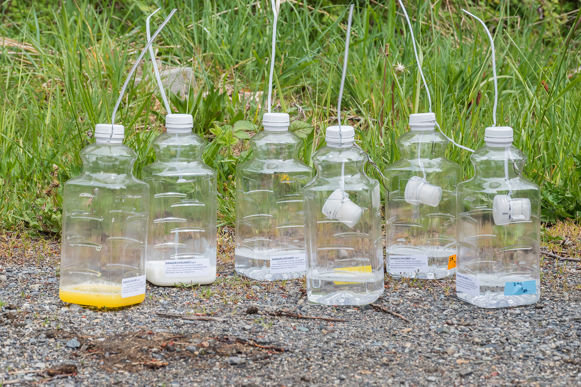 Asian giant hornet traps