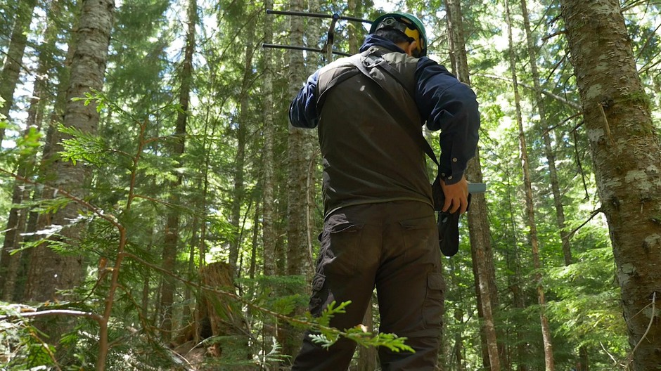 Hankyu Kim uses a radio transmitter to track the movement of a tagged hermit warbler as it moves through a tree plantation at the HJ Andrews Experimental Forest. (Photo by Kerin Sharma)  