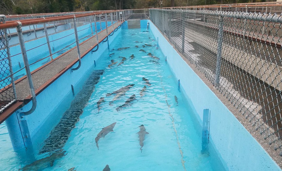 salmon hatchery