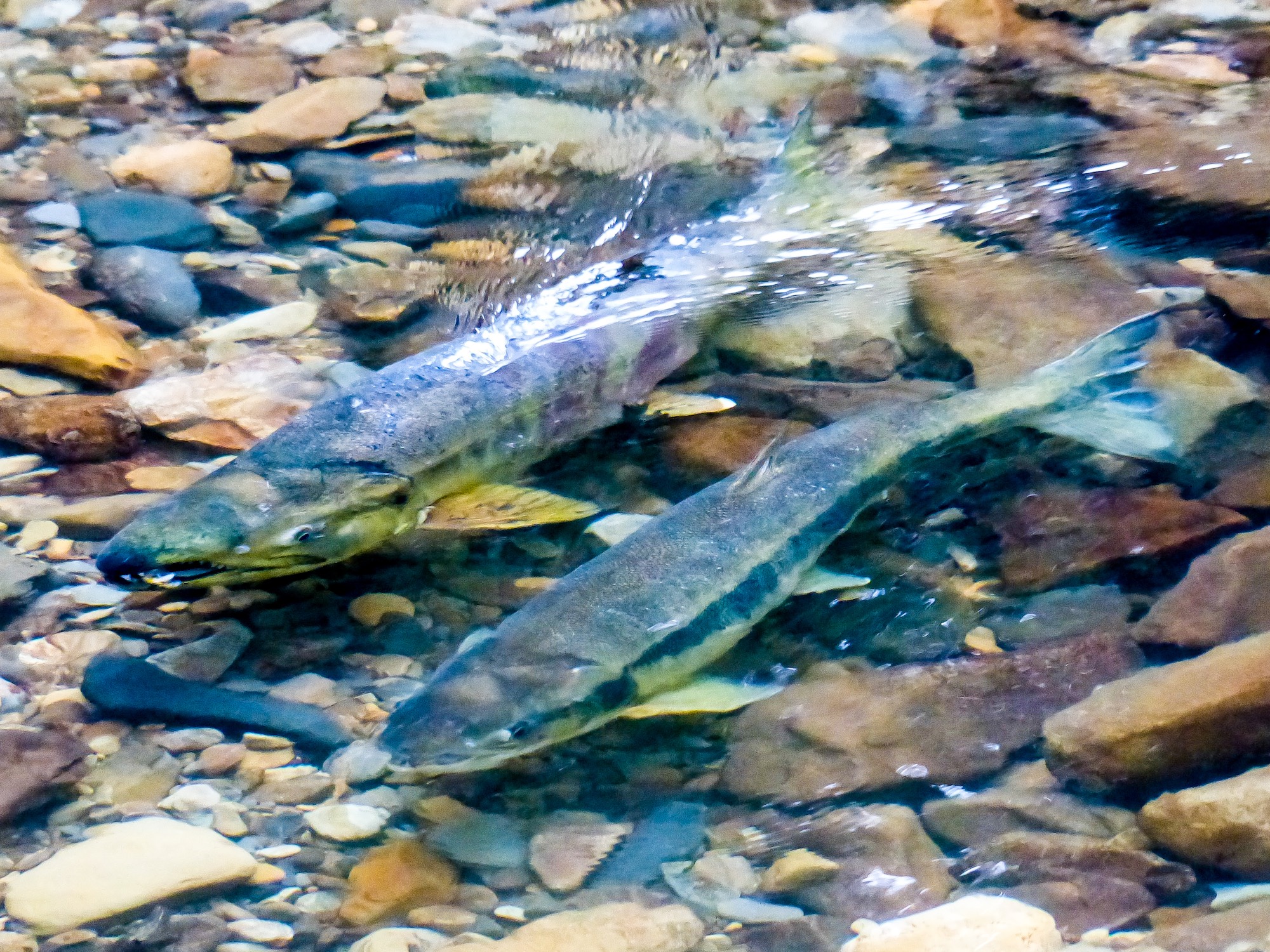 Chum salmon (Photo by David Ryan for TNC)