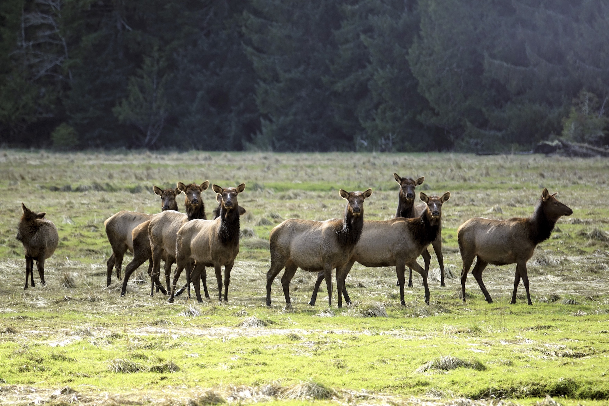 Elk in the Ellsworth Creek area