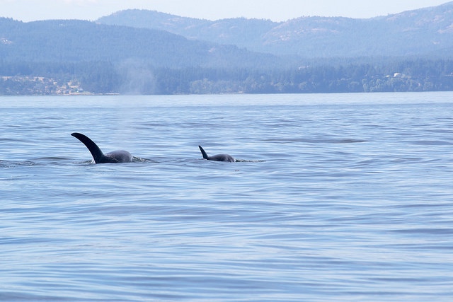 Orcas near Sequim