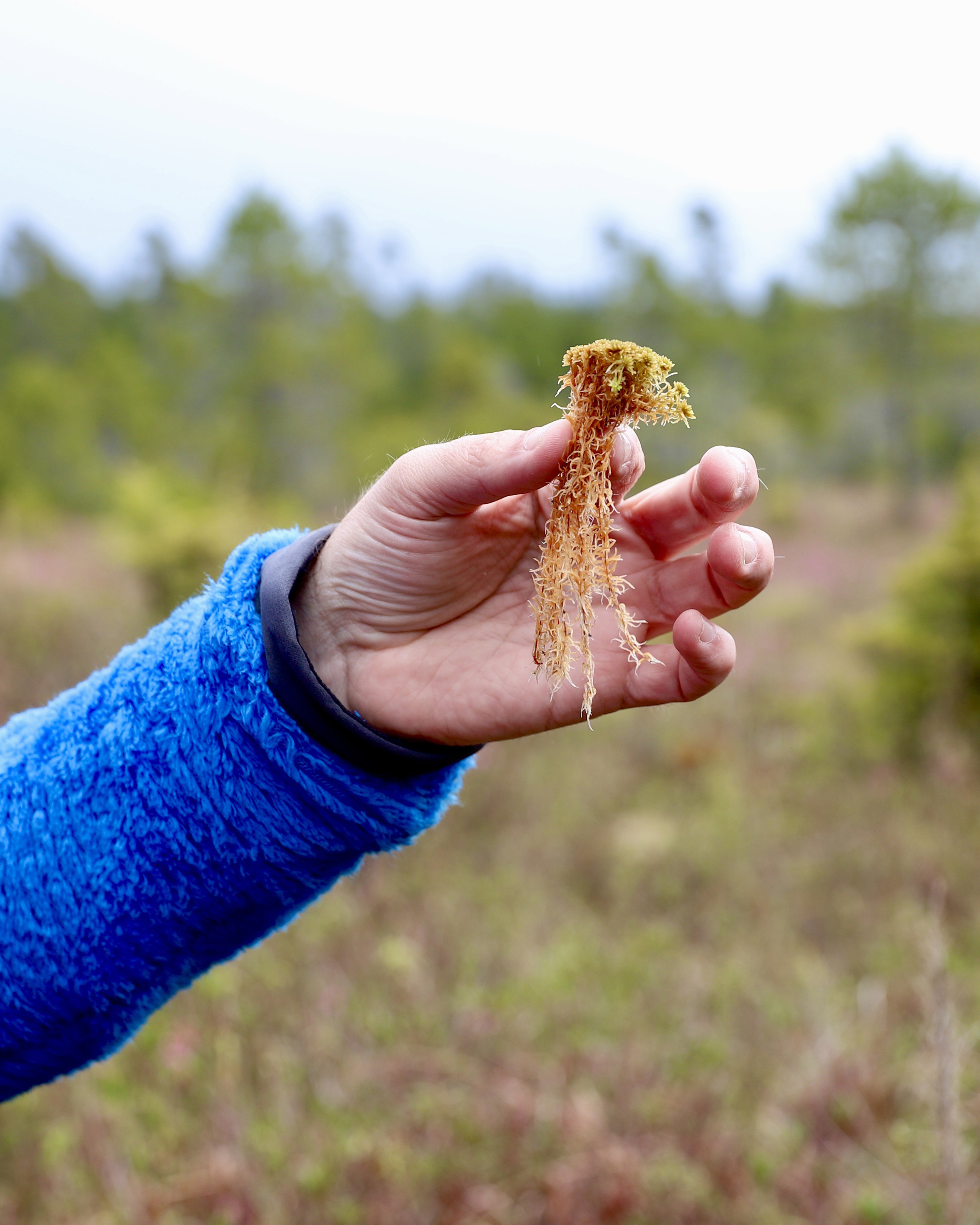 A hand holding a small clump of moss