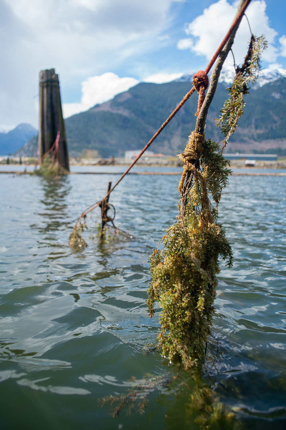 A strung up piece of evergreen over the water