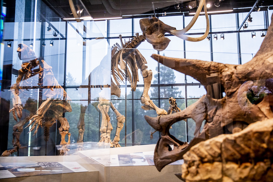 dinosaur bones at the Burke Museum