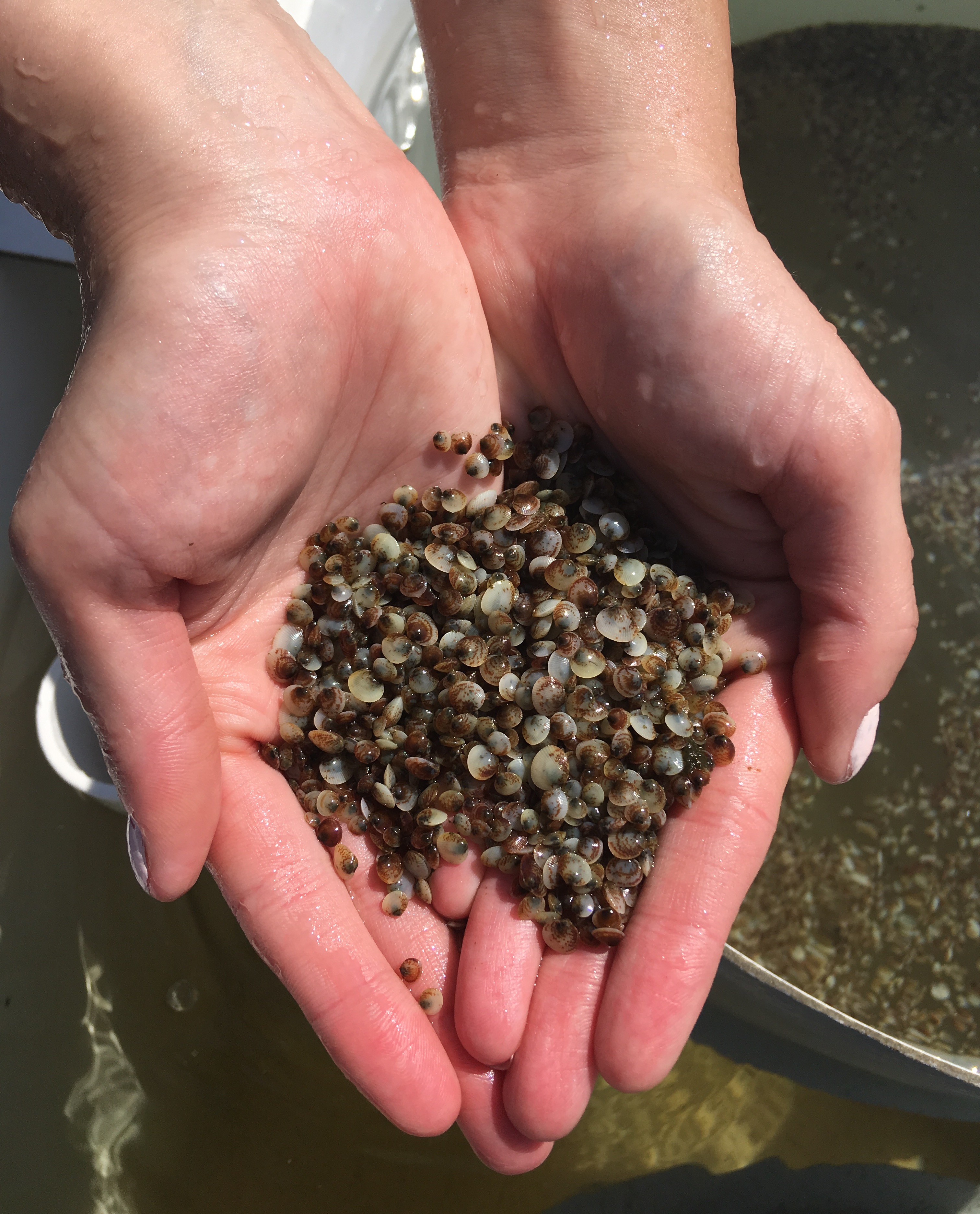 A researcher holds a handful of juvenile cockles.