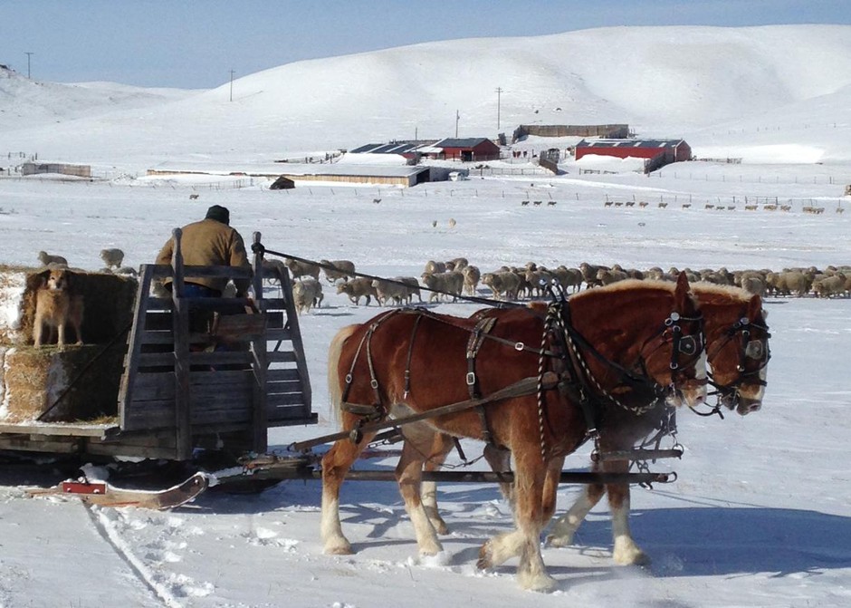 Rancher Dave McEwen feeds his sheep flock during the middle of a Montana winter. McEwen said he is concerned about grizzly bears moving east in his state, toward his home. (Photo courtesy of Dave McEwen)