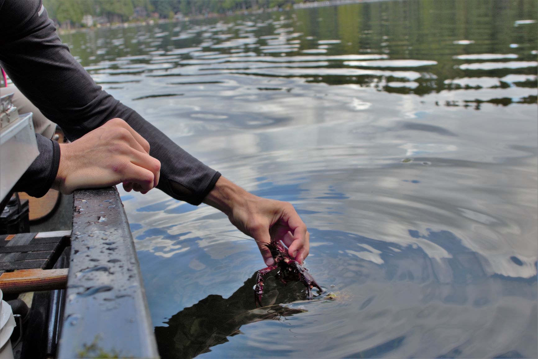 Olden drops a crayfish back in the water