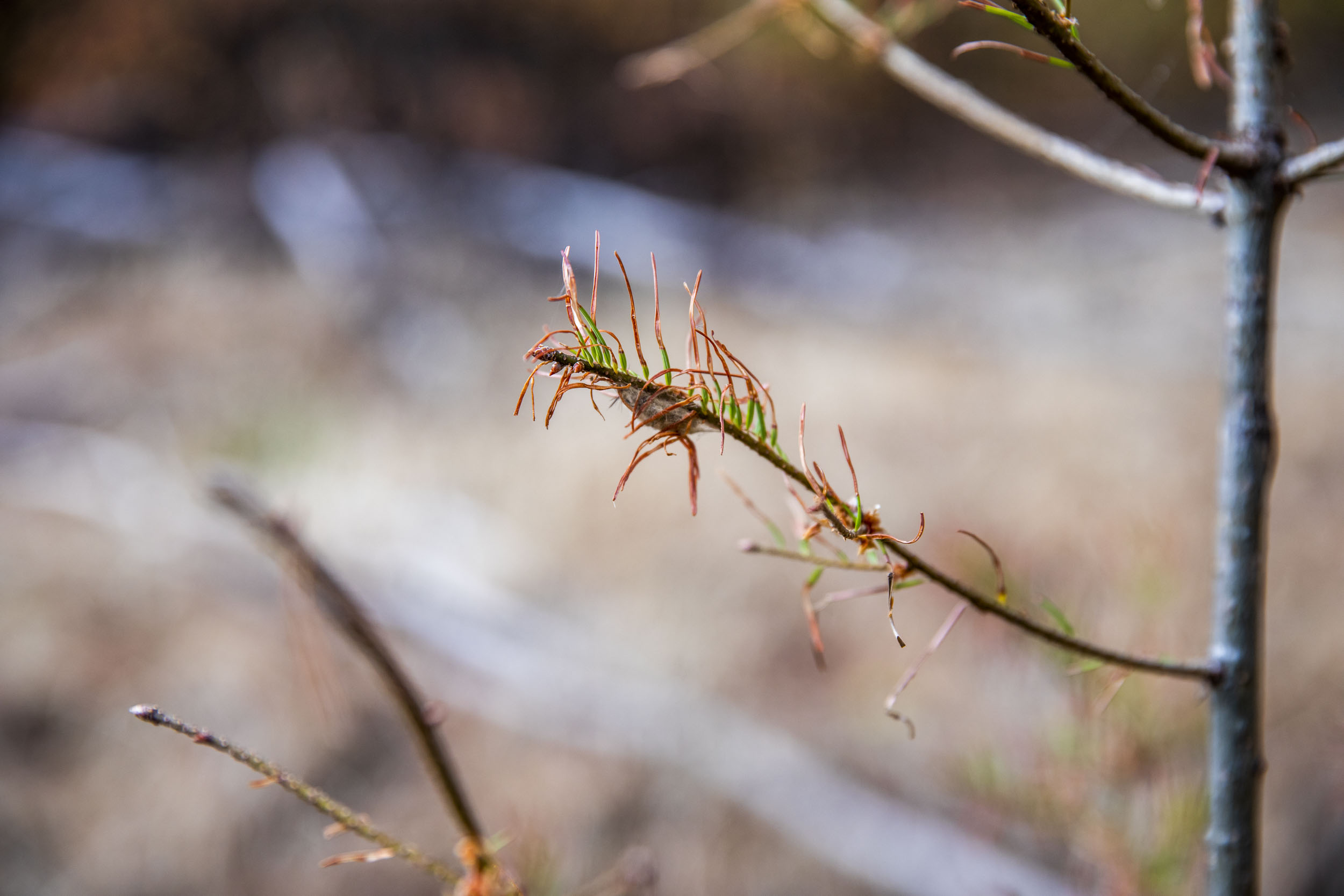 Tussock moths are attacking Douglas-firs in some of Washington's forests.