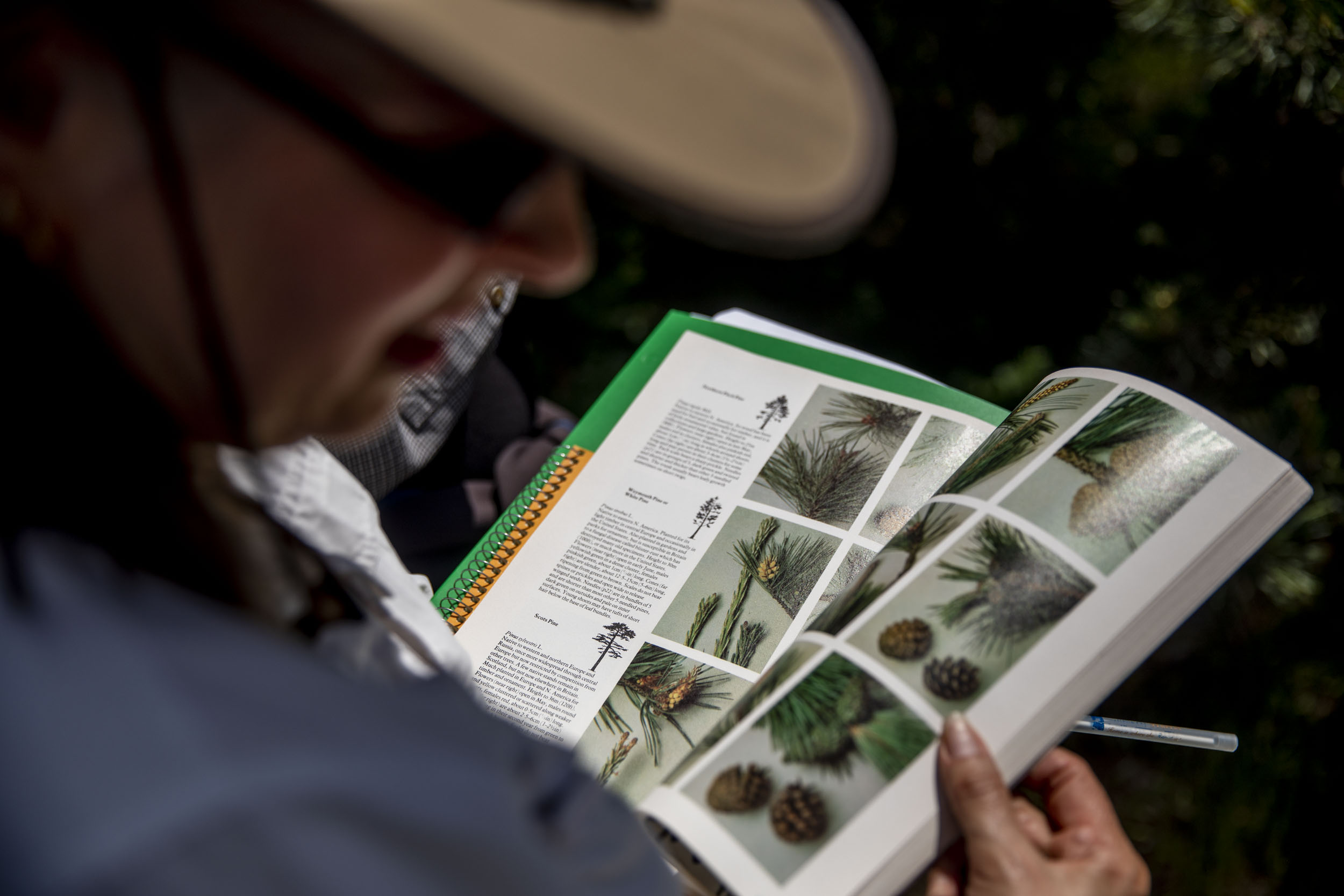 Volunteers learn about identifying majestic or exceptional trees, meaning trees with a trunk diameter of 30 inches or more, at Magnuson Park in Seattle on May 19, 2019. (Photo by Dorothy Edwards/Crosscut)