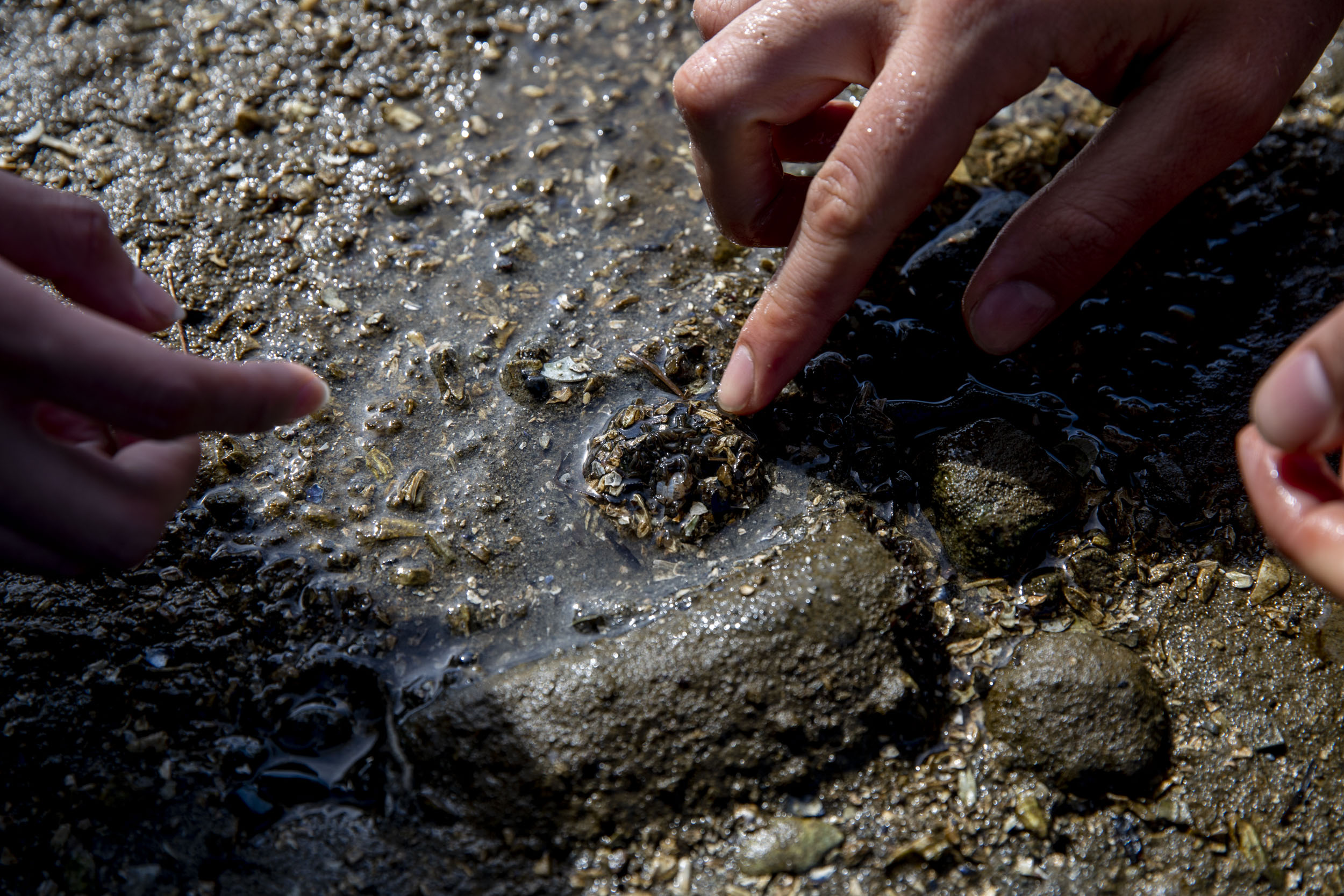 Western Washington University students observe an anemone along the coast of Larrabee State Park.