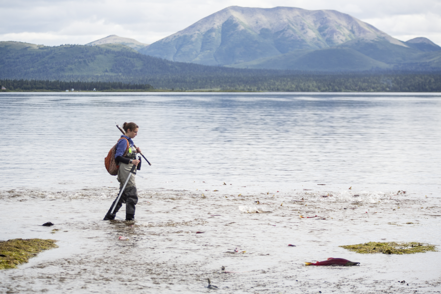 UW graduate Sarah Schooler walks along the mouth of Hansen Creek near Aleknagik, Alaska in 2015.  Credit: Dennis Wise/University of Washington