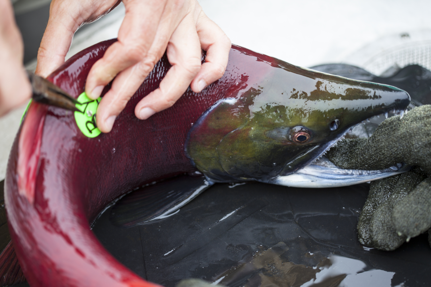 UW Alaska Salmon Program scientists tag a sockeye salmon to track its longevity. Credit: Dennis Wise/University of Washington