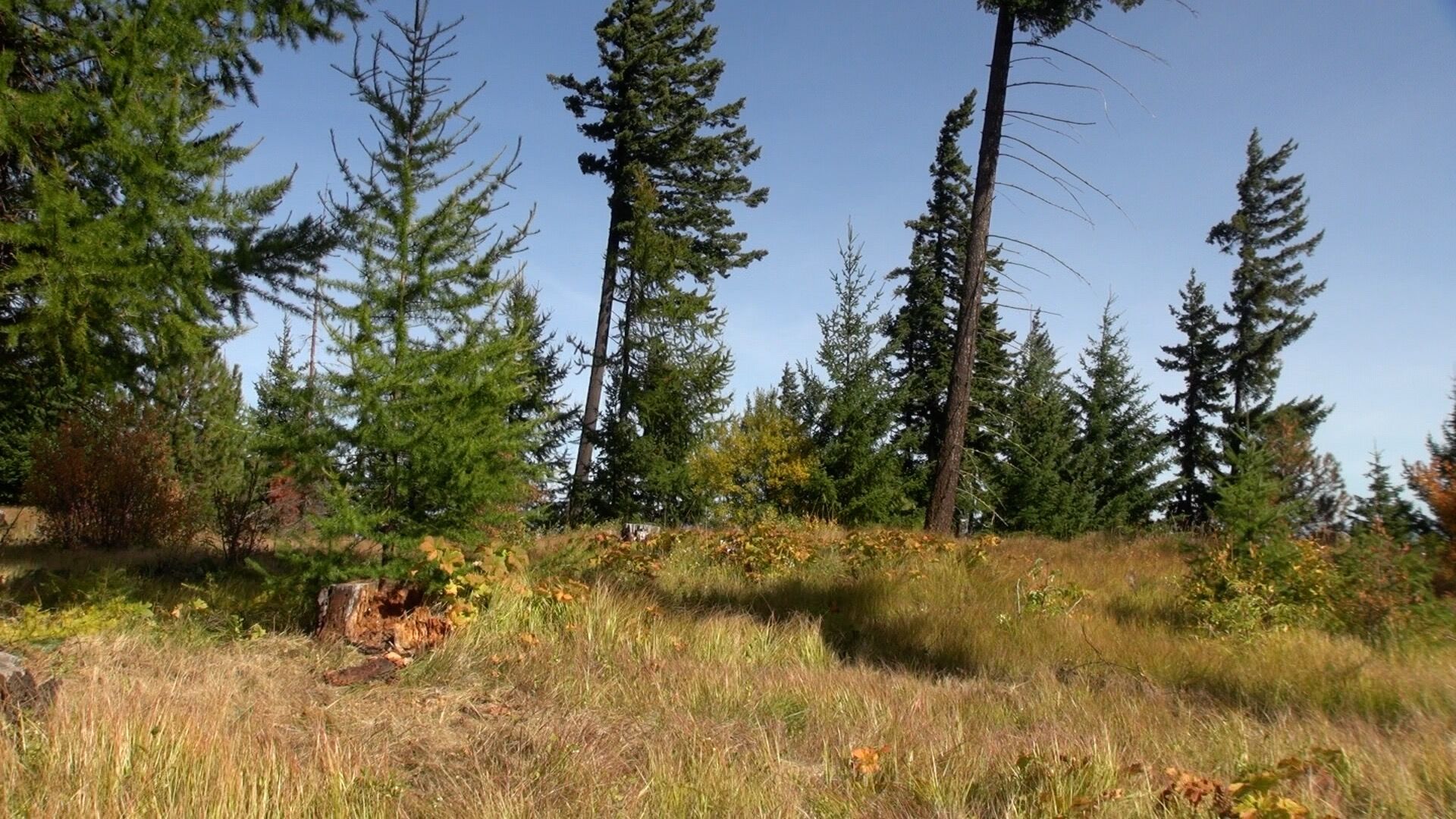 A section of thinned out forest