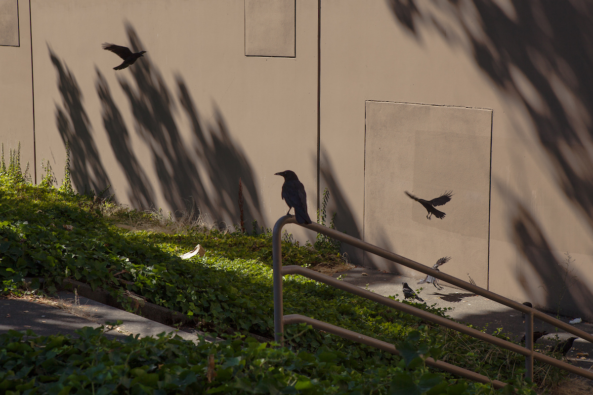 birds fly outside Lowe's Hardware Store