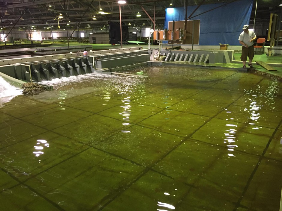 Sean Milligan with the U.S. Army Corps of Engineers throws confetti into the pool in the Little Goose Dam model, which is 55 times smaller than the real dam on the Snake River in Washington.