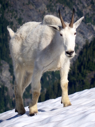 Mountain goat