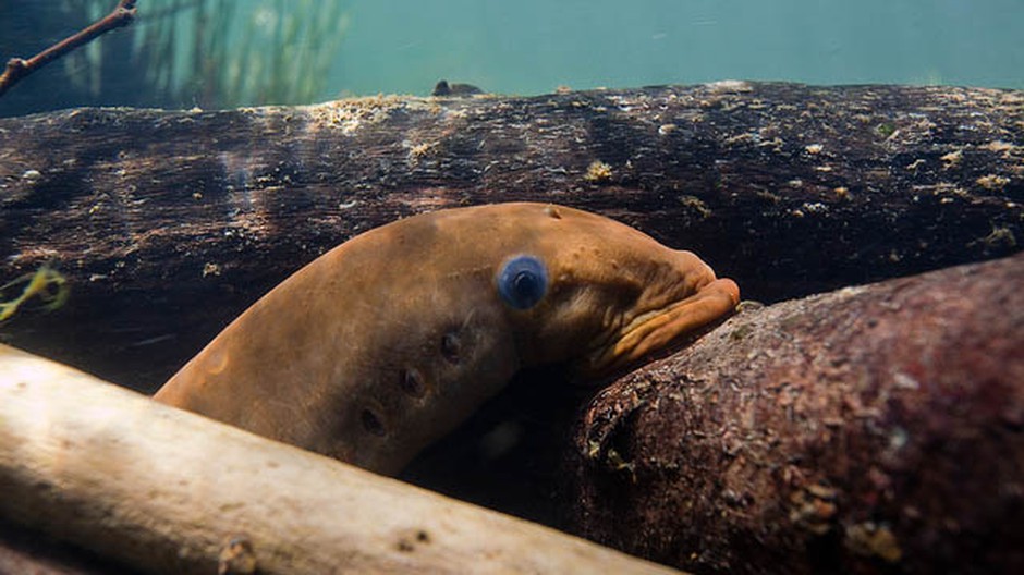 Pacific lamprey serve as an important food source for Northwest tribes. Their populations have dramatically declined throughout the Columbia River system. 