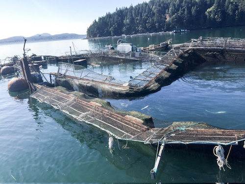 Destroyed net pens at Cooke Aquaculture