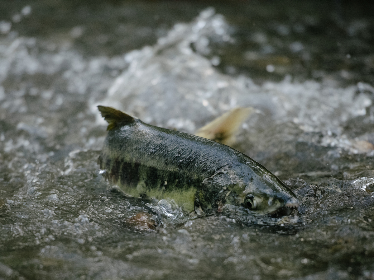 A salmon half out of the water