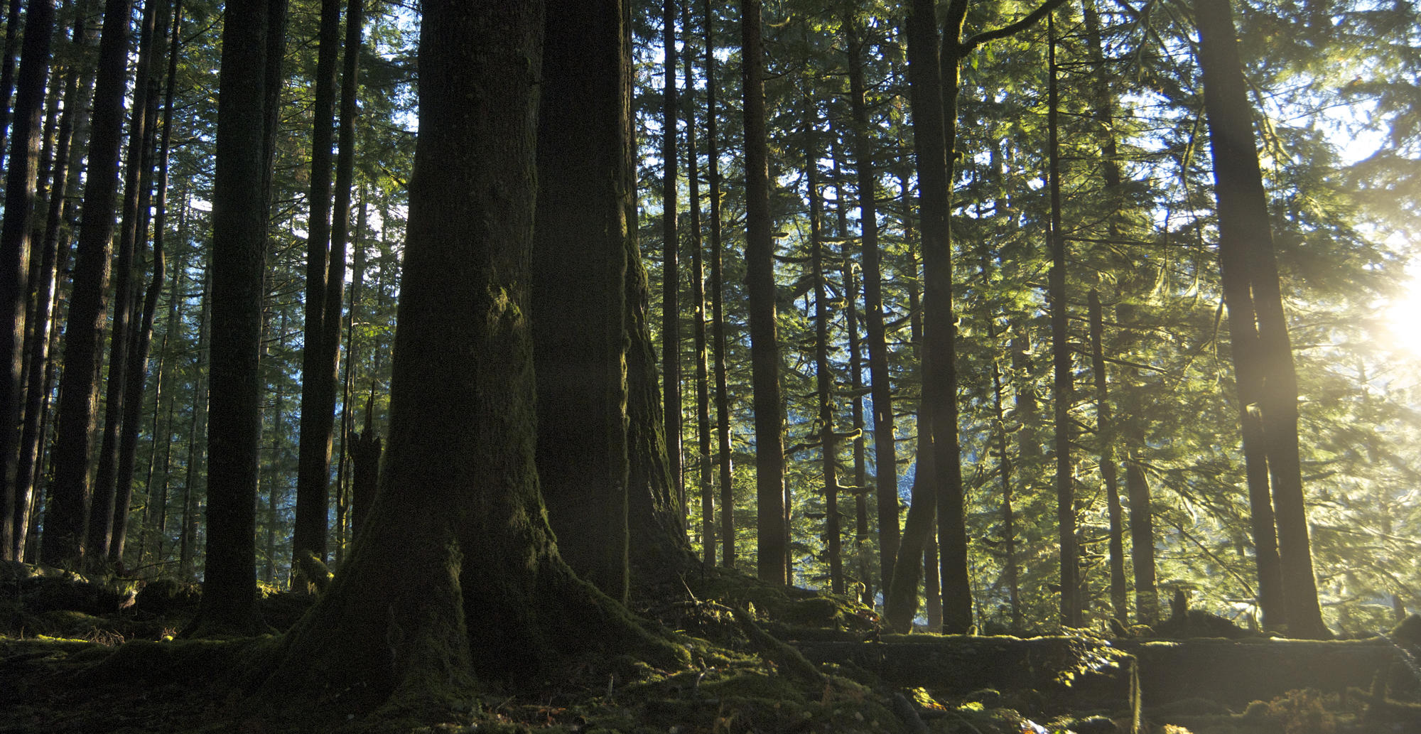 File photograph from 2011 of an old growth forest on the Quinault Indian Nation in Washington state. (wild trees via Flickr)