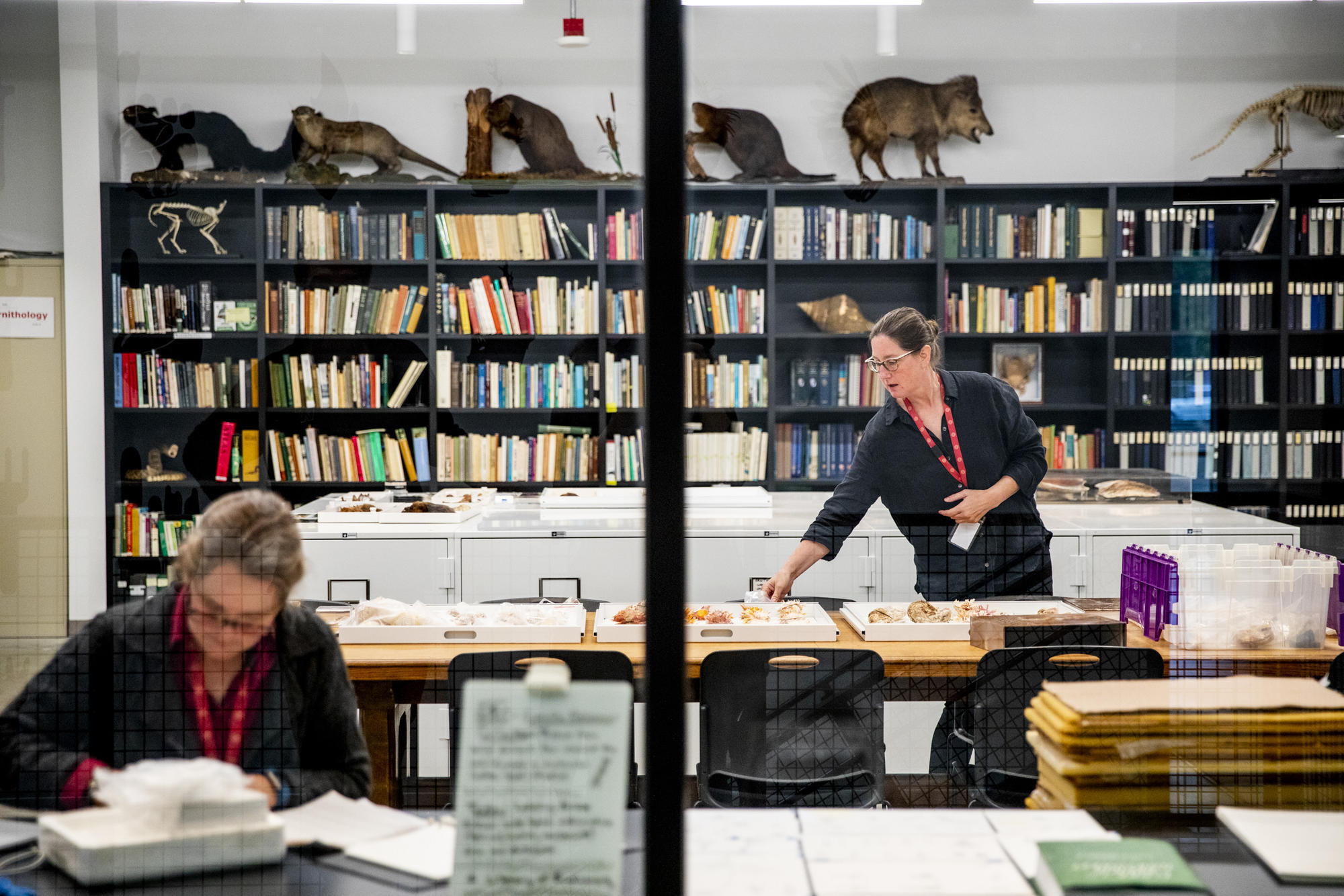 Scientists at work inside the new Burke Museum