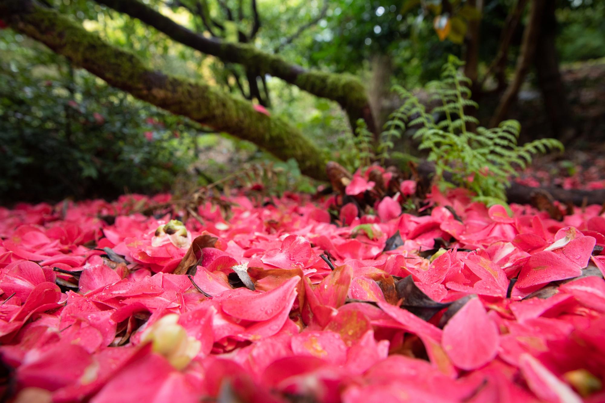 Pink petals