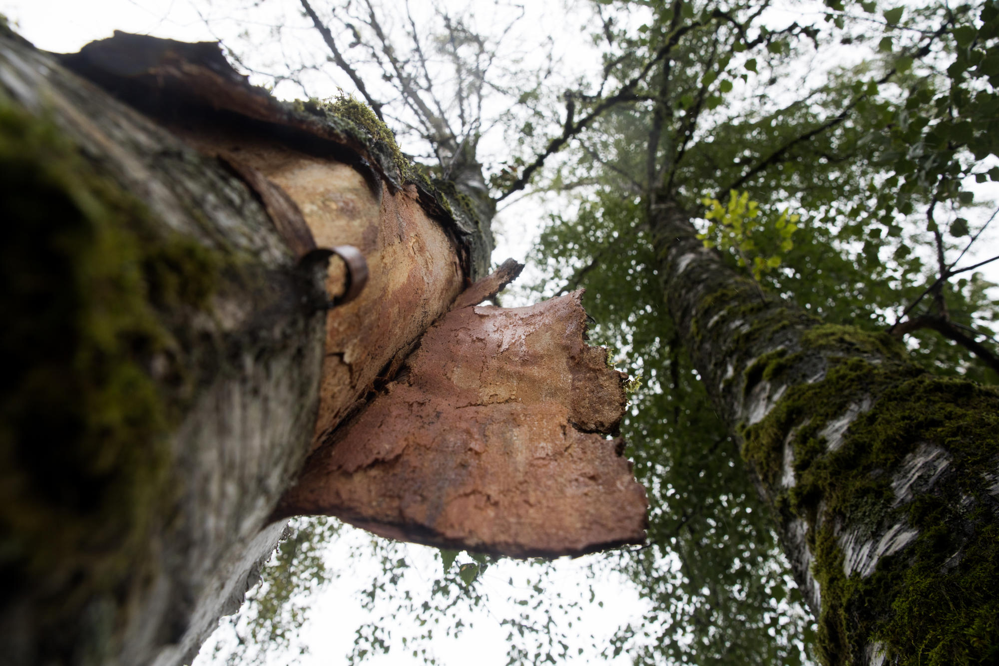 A birch tree