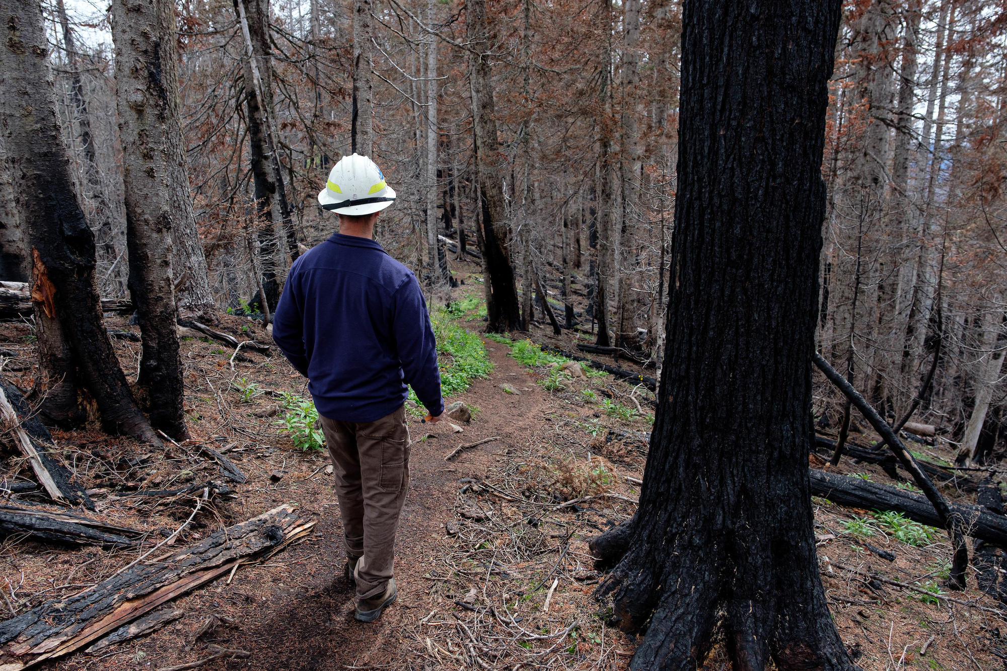 Daniel Donato in charred woods