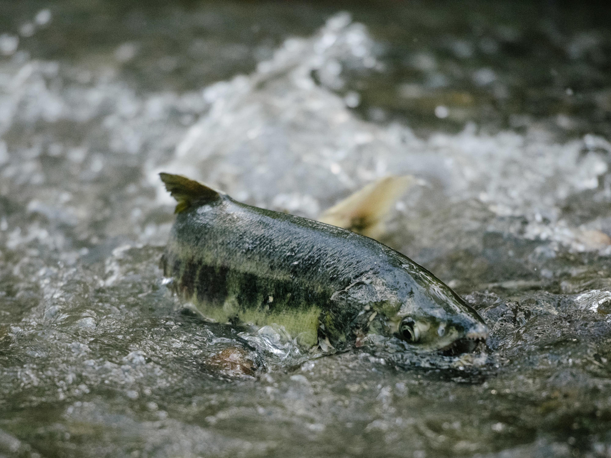 salmon swimming