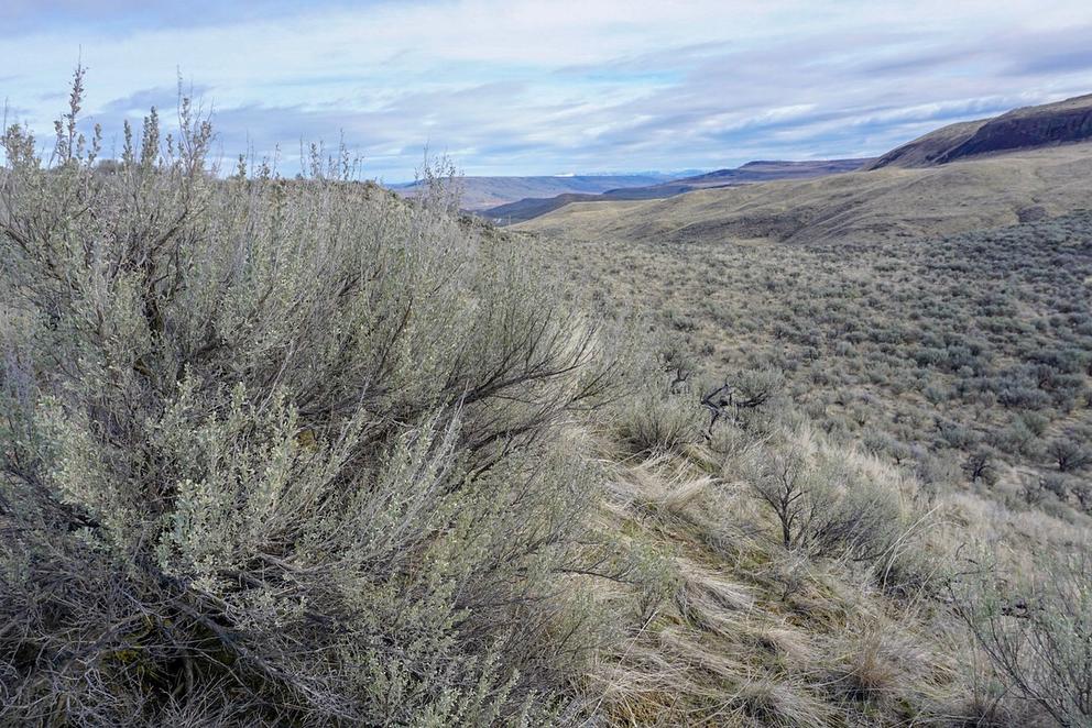 Shrub-steppe landscape