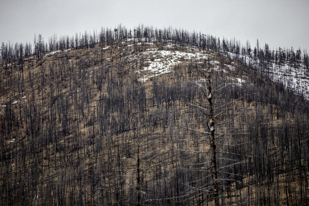 Burnt trees