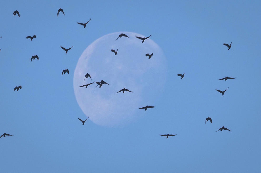 Crows fly past the moon