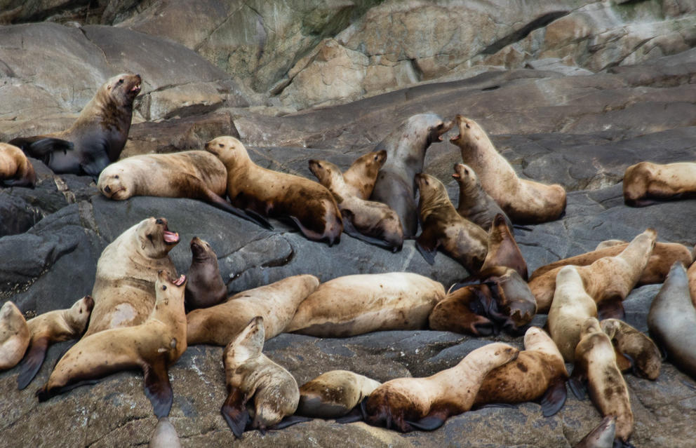 sea lions