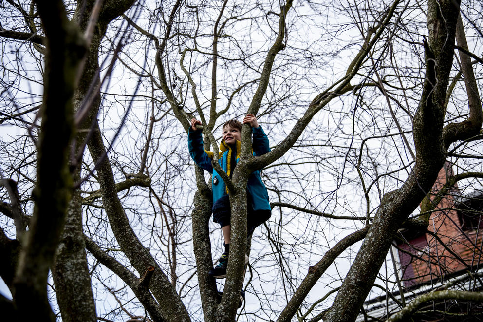 Hugo climbs a tree