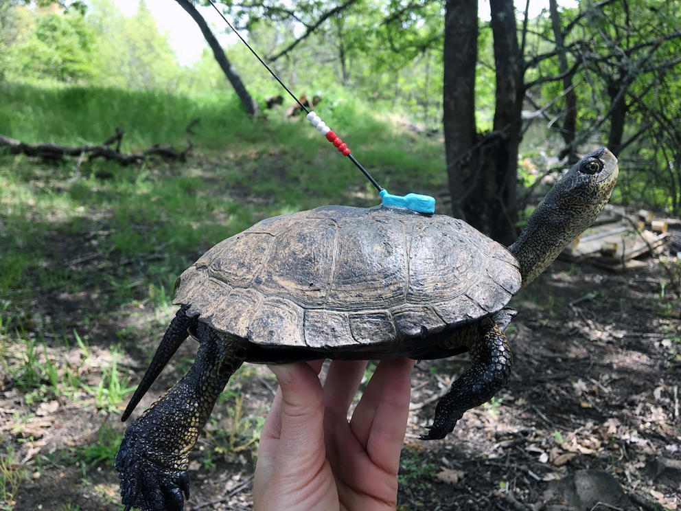 western pond turtle with radio transmitter antenna