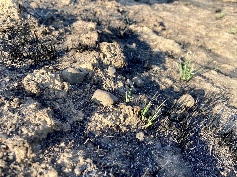 bunchgrass in the wild