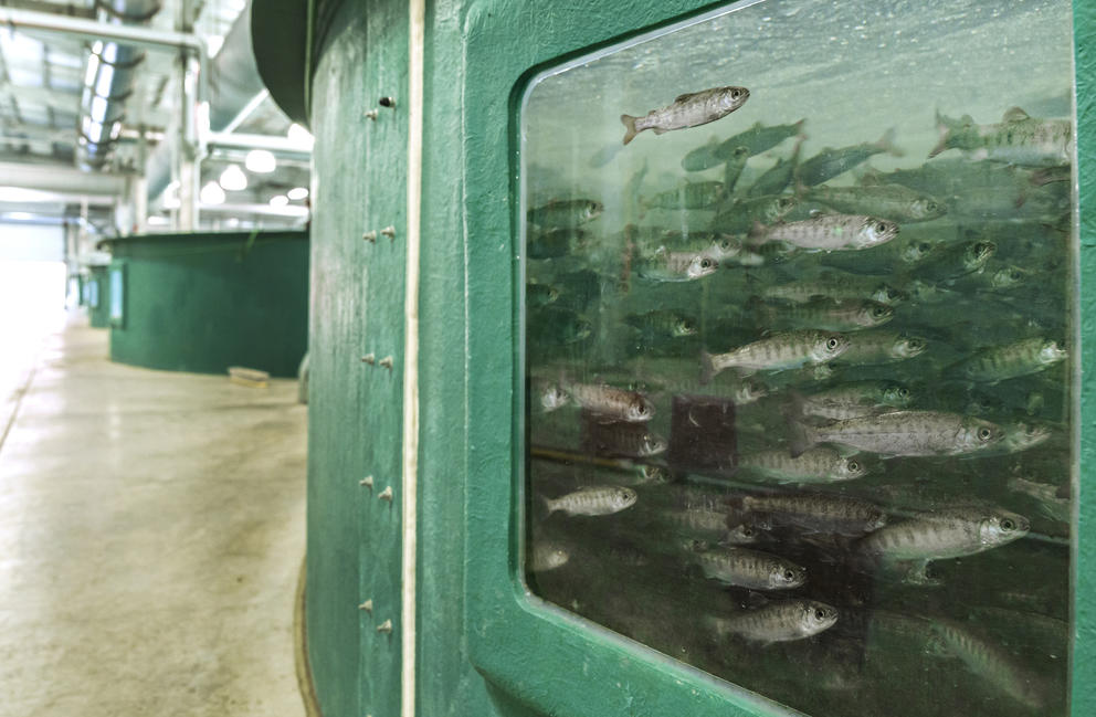 Salmon seen through a window of a large tank