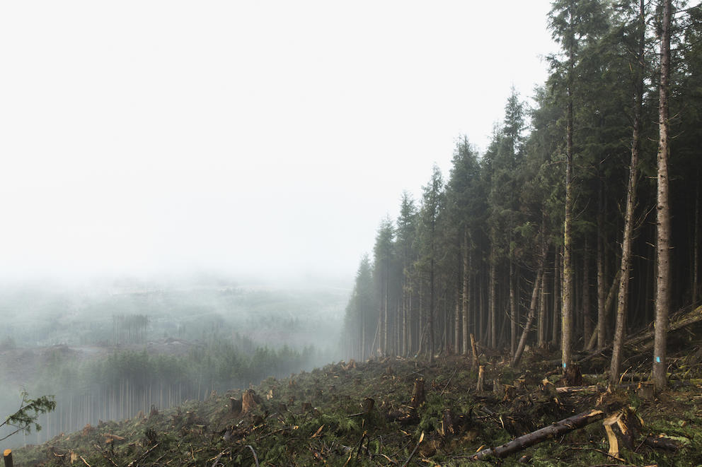 A clear-cut runs up to the edge of The Nature Conservancy property