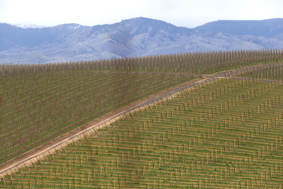 Rows of Cosmic Crisp nursery trees in the foreground dot the landscape in the McDougall & Sons Inc. orchards in Wenatchee.