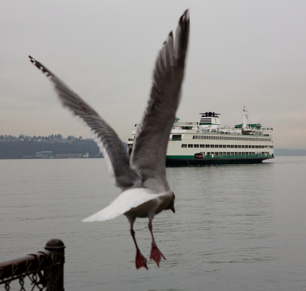 A seagull takes flight in front of a ferry