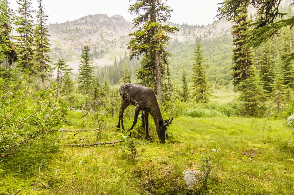 A mountain caribou grazes in the 'Caribou Rainforest,' one designation for the inland temperate rain forest spanning the Pacific Northwest and southern Canada. 