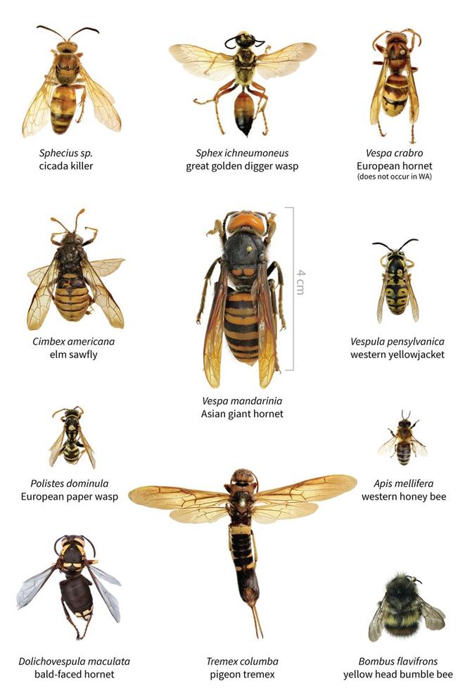 comparison of insects that look like Asian giant hornets