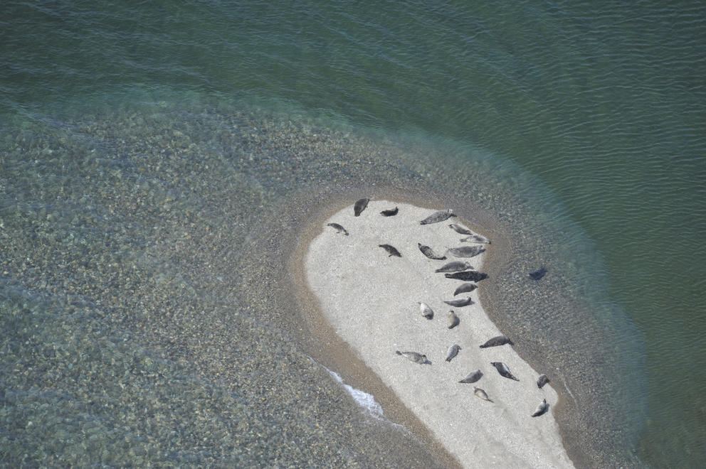 Freshwater seals pictured on a beach in an aerial photo