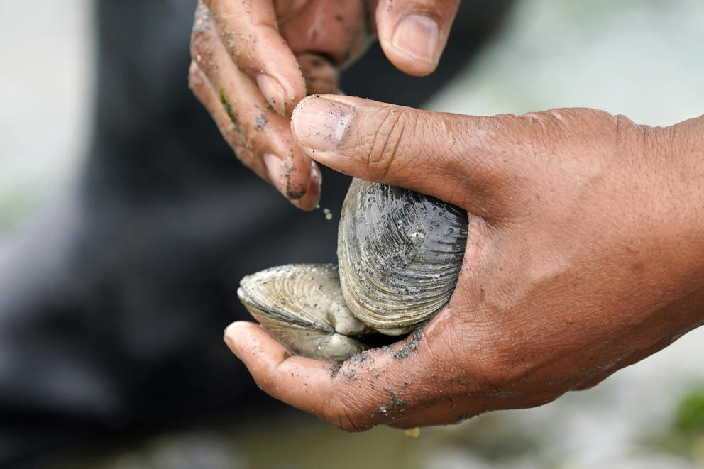 Hands holding a couple clams