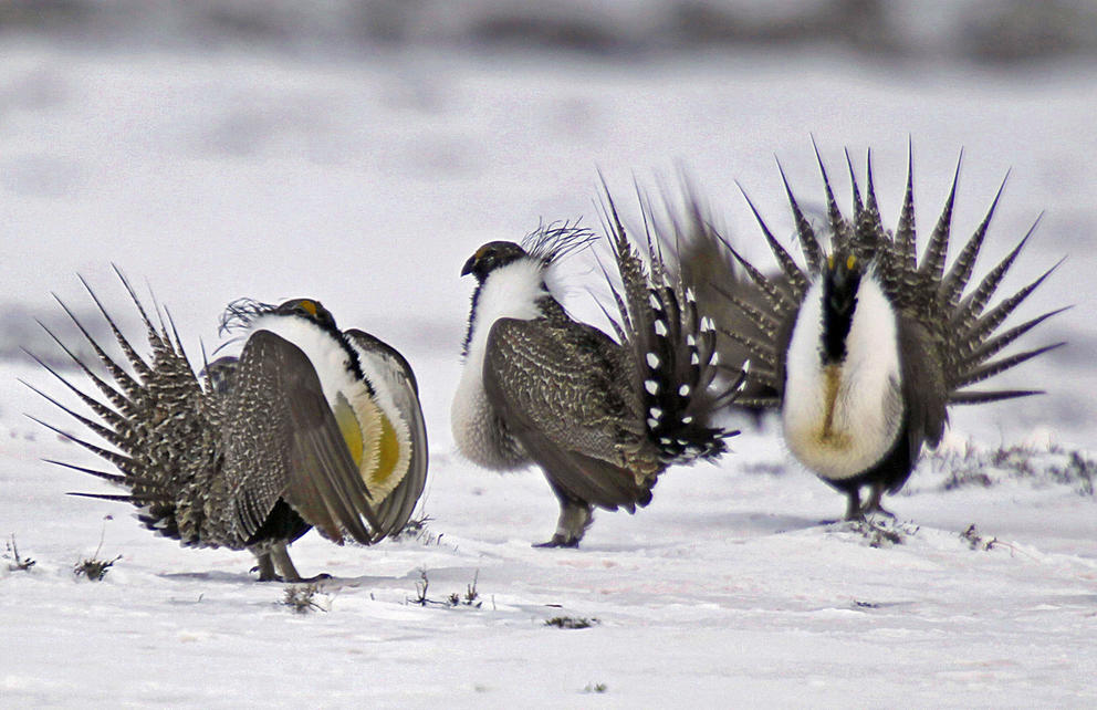 Sage grouse on a lake in Colorado